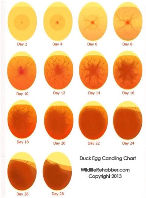 Muscovy Duck Egg Candling Chart | Egg candling, Hatching chickens ...