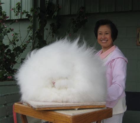 A Giant Angora Rabbit : pics