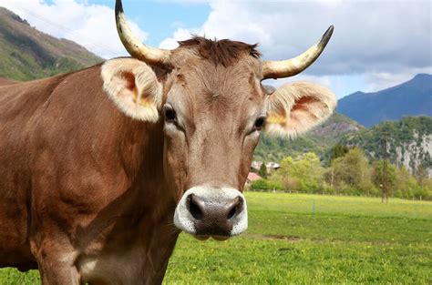 Do Cows Have Horns? [Polled vs Horned Cattle]