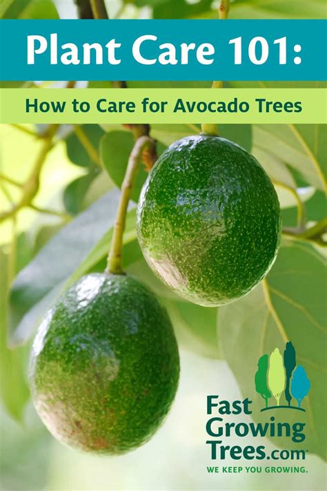 Plant Care 101: How to Care for Avocado Trees | Avocado tree, Avocado ...