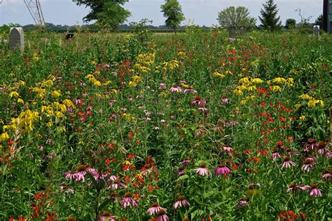 Around the Bend: The Prairies are Blooming!