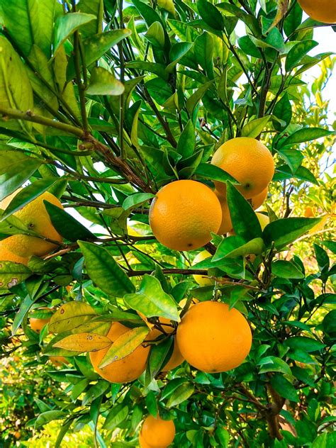 Frutas naranjas en el árbol cultivo de frutas | Foto Premium