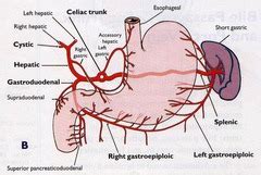 High α-fetoprotein levels present