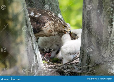 Cooper-s Hawk Feeding Chicks Stock Photo - Image of cooperii, nature: 57540462
