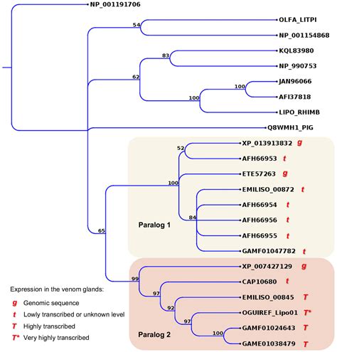 Toxins | Free Full-Text | Colubrid Venom Composition: An -Omics Perspective