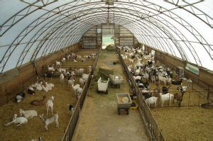 Sheep & Goat Barns - Vertical Building Solutions