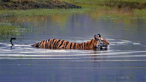 Tiger Trail Tours - Tailor-made Holidays by Indus Experiences