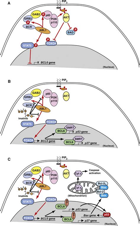 BCL6: A Novel Target for Therapy of Ph+ B Cell Acute Lymphoblastic ...