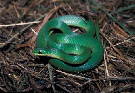 Green Snake Wallpapers, Top Green Snake, #31866