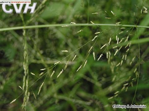 画眉草Eragrostis pilosa (Linn.) Beauv._植物图片库_植物通