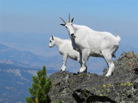 Mountain Goat