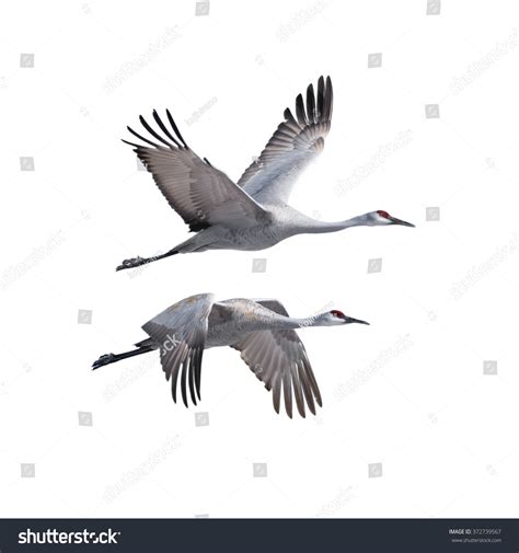 27,208 Image Of A Flying Crane Images, Stock Photos & Vectors ...