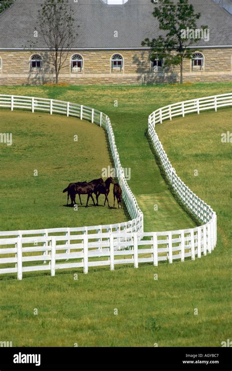 Horse farms at Lexington Kentucky Stock Photo - Alamy