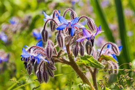 Borage Flowers: Your Ultimate Guide to Their Meaning, Symbolism, Types ...