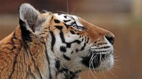 Image Siberian tiger Tigers Head Closeup Animals 3840x2160