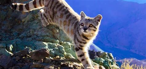 The Andean Mountain Cat | Critter Science