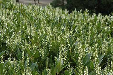 Skip Cherry Laurel | Evergreen hedge, Fast growing evergreens, Skip laurel