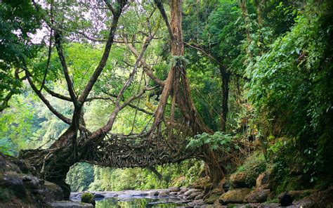 nature, India, Bridge, River, Jungles, Roots, Trees, Meghalaya, North ...