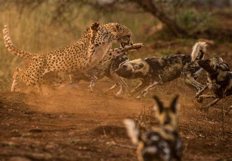 Leopards and hyenas – the battle of equal skill – Way Daily