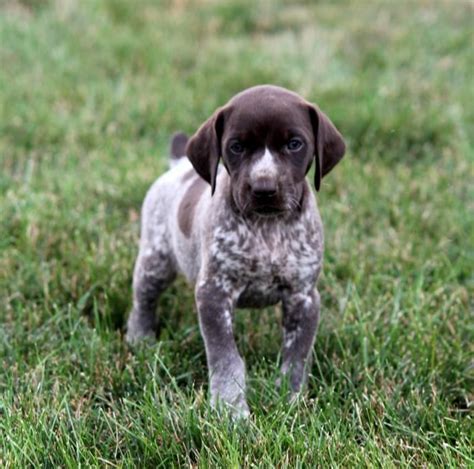 German Shorthaired Pointer For Sale in Montana (1)