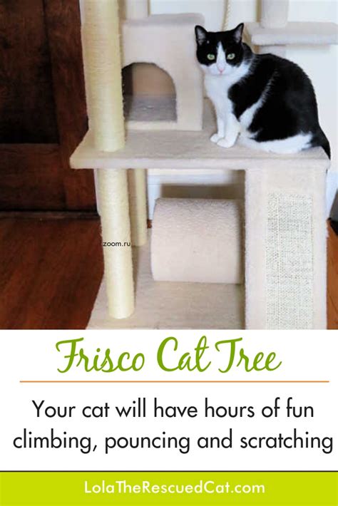 Frisco 62" Cat Tree Adds Style and Excitement to Your Cat's Life - #ChewyInfluencer | Lola The ...