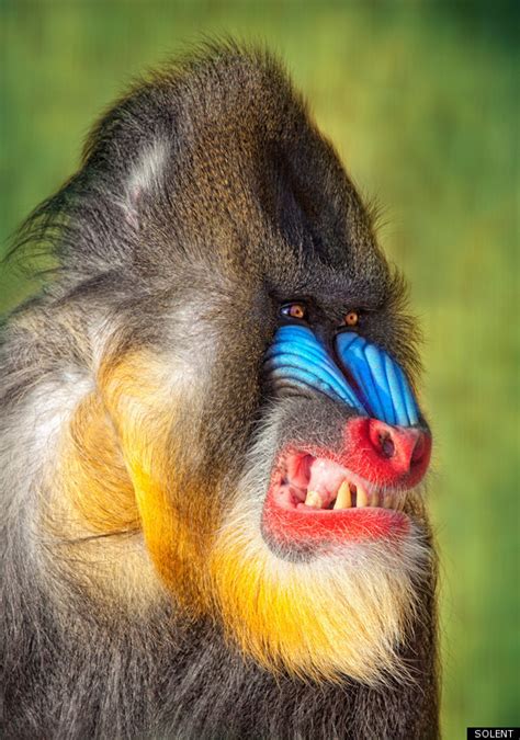 Could This Be The Angriest-Looking Baboon In The World? (PICTURE)