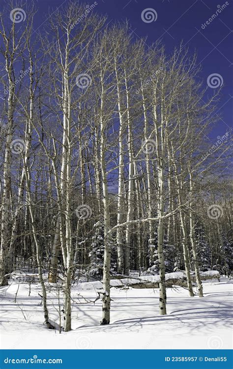 Aspen grove in winter. stock image. Image of season, clean - 23585957