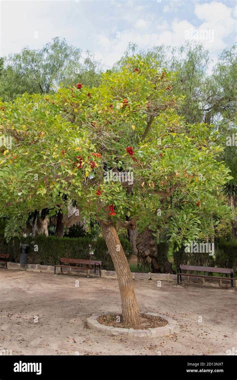 Erythrina crista-galli tree in the park, Valencia Stock Photo - Alamy