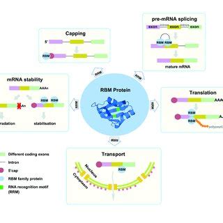 (PDF) The RNA-Binding Motif Protein Family in Cancer: Friend or Foe?