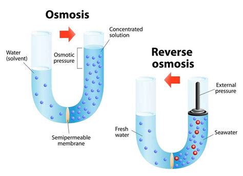 Aprender Por Osmose Significado - ENSINO