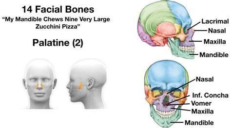 Facial Bones of the Skull Mnemonic: Anatomy and Labeled Diagram — EZmed | Facial bones ...