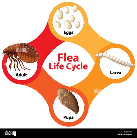 Flea Life Cycle Diagram illustration Stock Vector Image & Art - Alamy