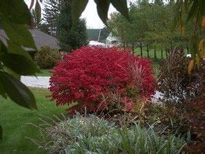 Burning Bush Pruning: How And When To Prune Burning Bushes | Burning ...