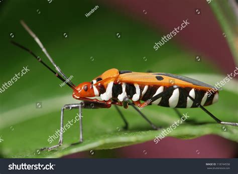 Assassin Beetle Stock Photo 118744558 : Shutterstock