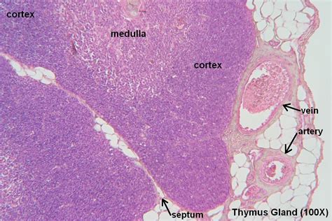 J Thymus Gland 100x 5