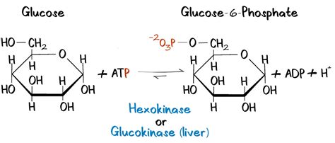 Glucose-to-Glucose-6-Phosphate - PhD Muscle