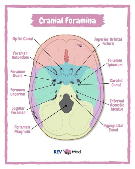 Cranial Foramina - Skull Anatomy By @rev.med #Cranial ... | GrepMed