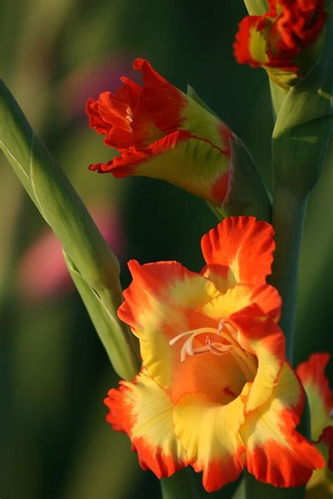 "Tangerine Dream" by Melodie Douglas | Redbubble