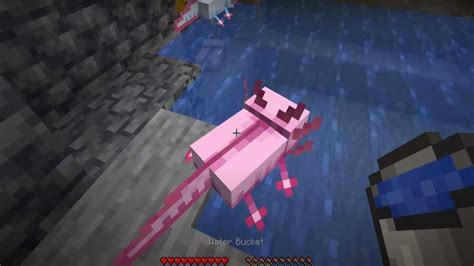 How Do You Breed A Blue Axolotl In Minecraft - Command & Steps