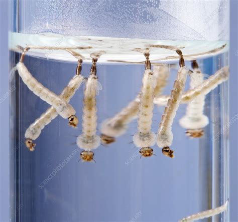 Asian tiger mosquito larvae - Stock Image - C011/3473 - Science Photo Library