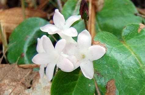 Massachusetts State Flower - The Mayflower | Massachusetts and Flower