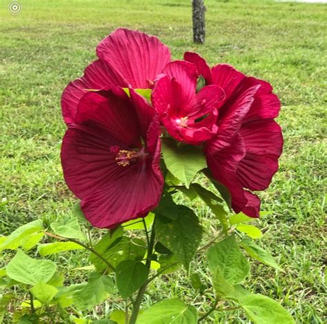 Red Luna Hibiscus Cold Hardy Seeds | Etsy