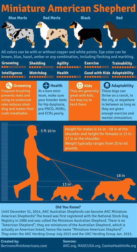 Miniature American Shepherd infographic created by Bertrom's Miniature American Shepherds ...