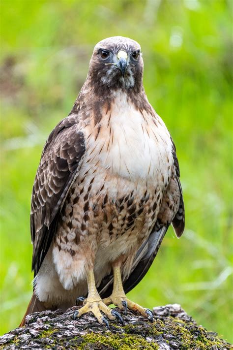 Oakland Zoo | Red-Tailed Hawk