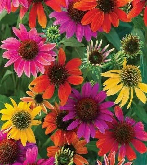 Garden Friendly Mixed Coneflower Seeds - Easy to Grow Echinacea Flowers ...