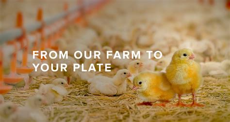 Poultry Feed Manufacturers in India | Premium Chick Feeds