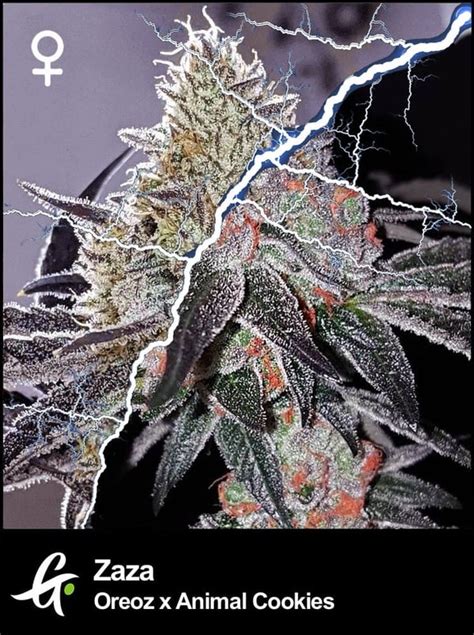 Zaza Strain | A Luxurious Blend of Sweetness & Potency