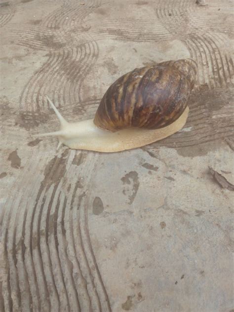 Albino Snail For Sale (pics) - Pets - Nigeria