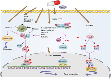 Targeted signaling pathways involved in SASP inhibitor. These drugs... | Download Scientific Diagram