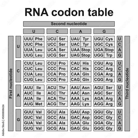 Colorful Designing Of RNA Codon Table. Colorful Symbols. Vector Illustration. Stock Vector ...